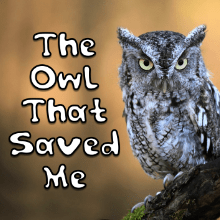 The Owl That Saved Me