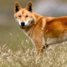 Australian Dingo